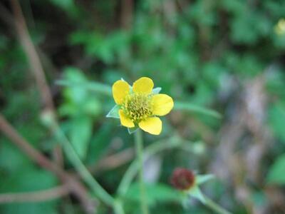 geum urbanum bluete