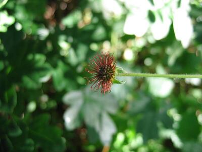 geum urbanum frucht