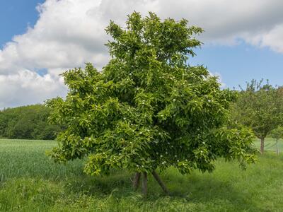 mespilus germanica