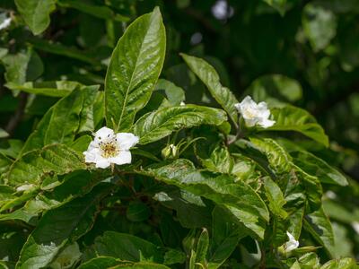 mespilus germanica detail