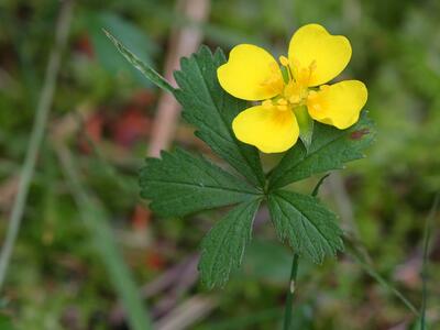 potentilla anglica