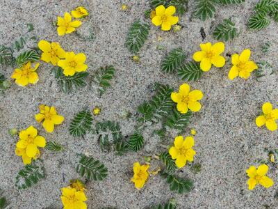 potentilla anserina