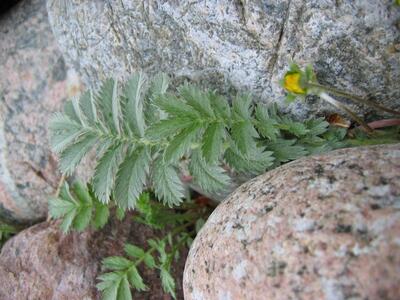 potentilla anserina blatt