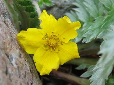 potentilla anserina bluete