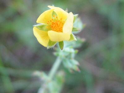 potentilla argentea ssp argentea bluete