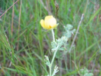 potentilla argentea ssp argentea habitus