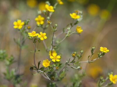 potentilla argentea ssp impolita