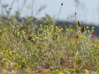 potentilla argentea ssp impolita habitus