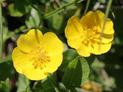 potentilla aurea