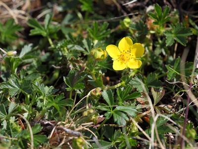 potentilla crantzii