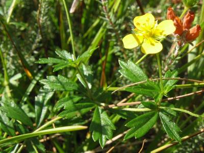 potentilla erecta