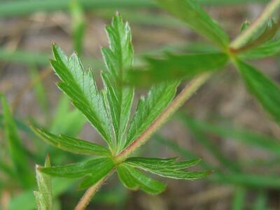 potentilla erecta blatt