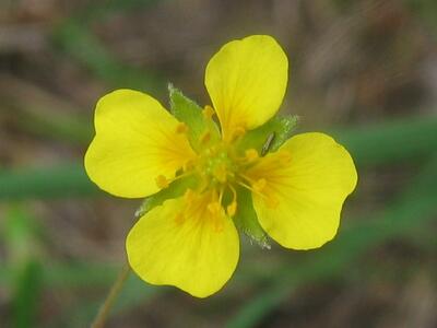 potentilla erecta bluete