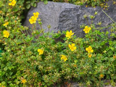 potentilla eriocarpa