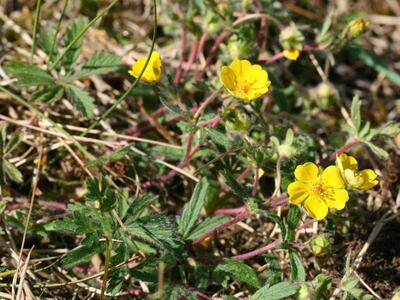 potentilla heptaphylla