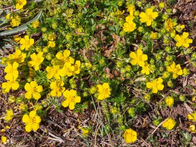 potentilla neumanniana