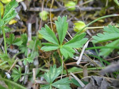 potentilla neumanniana blatt