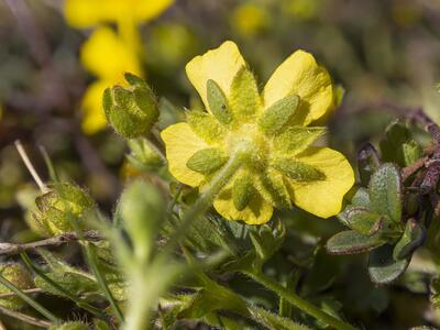 potentilla neumanniana bluete