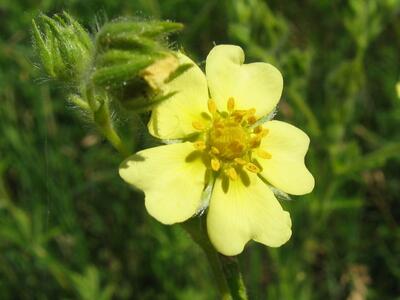 potentilla recta