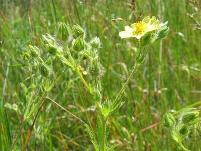 potentilla recta habitus