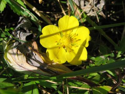 potentilla reptans