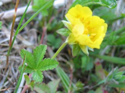 potentilla reptans blatt