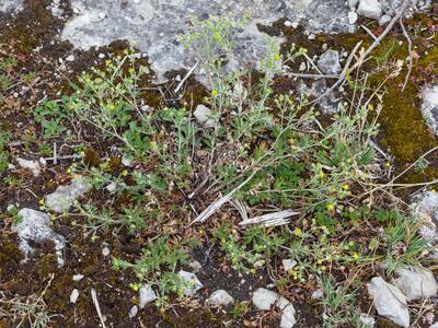 potentilla subarenaria