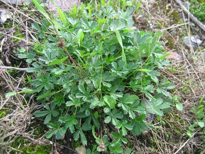 potentilla wismariensis