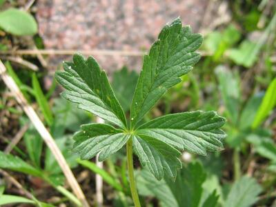 potentilla wismariensis blatt