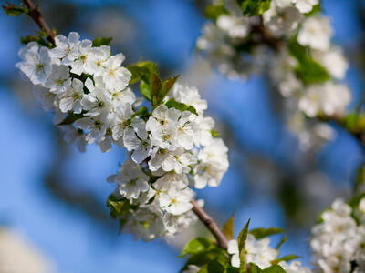 prunus avium