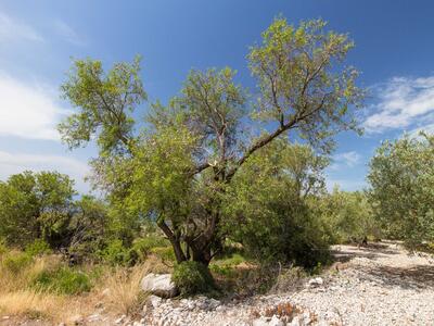 prunus dulcis