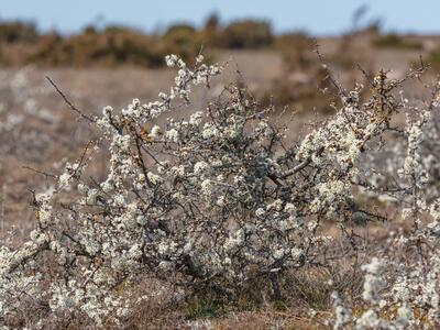 prunus spinosa