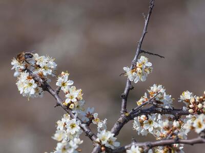 prunus spinosa detail