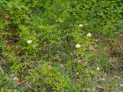 rosa arvensis