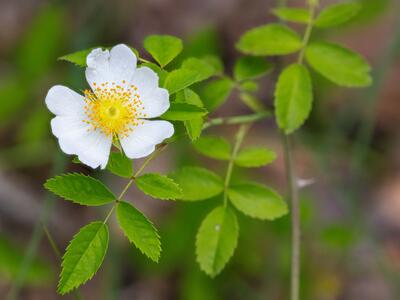 rosa arvensis detail