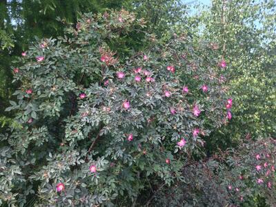 rosa glauca