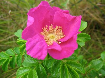 rosa majalis