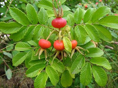 rosa majalis frucht