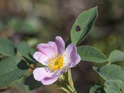 rosa marginata