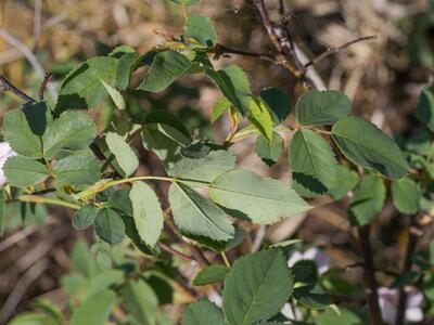 rosa marginata blatt