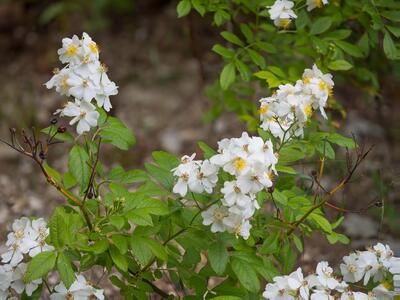 rosa multiflora