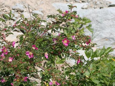 rosa pendulina