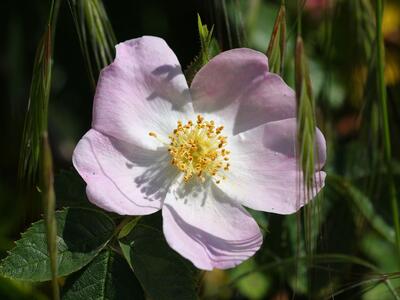 rosa rubiginosa