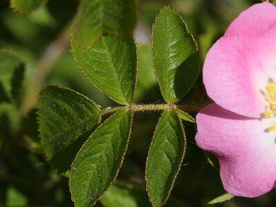 rosa rubiginosa druesenhaare