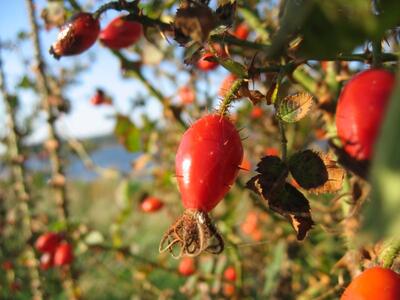 rosa rubiginosa frucht