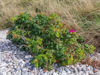 rosa rugosa