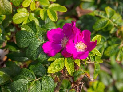 rosa rugosa bluete