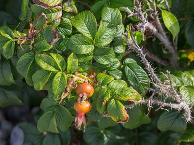 rosa rugosa frucht