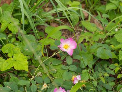 rosa x polliniana