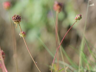 sanguisorba minor